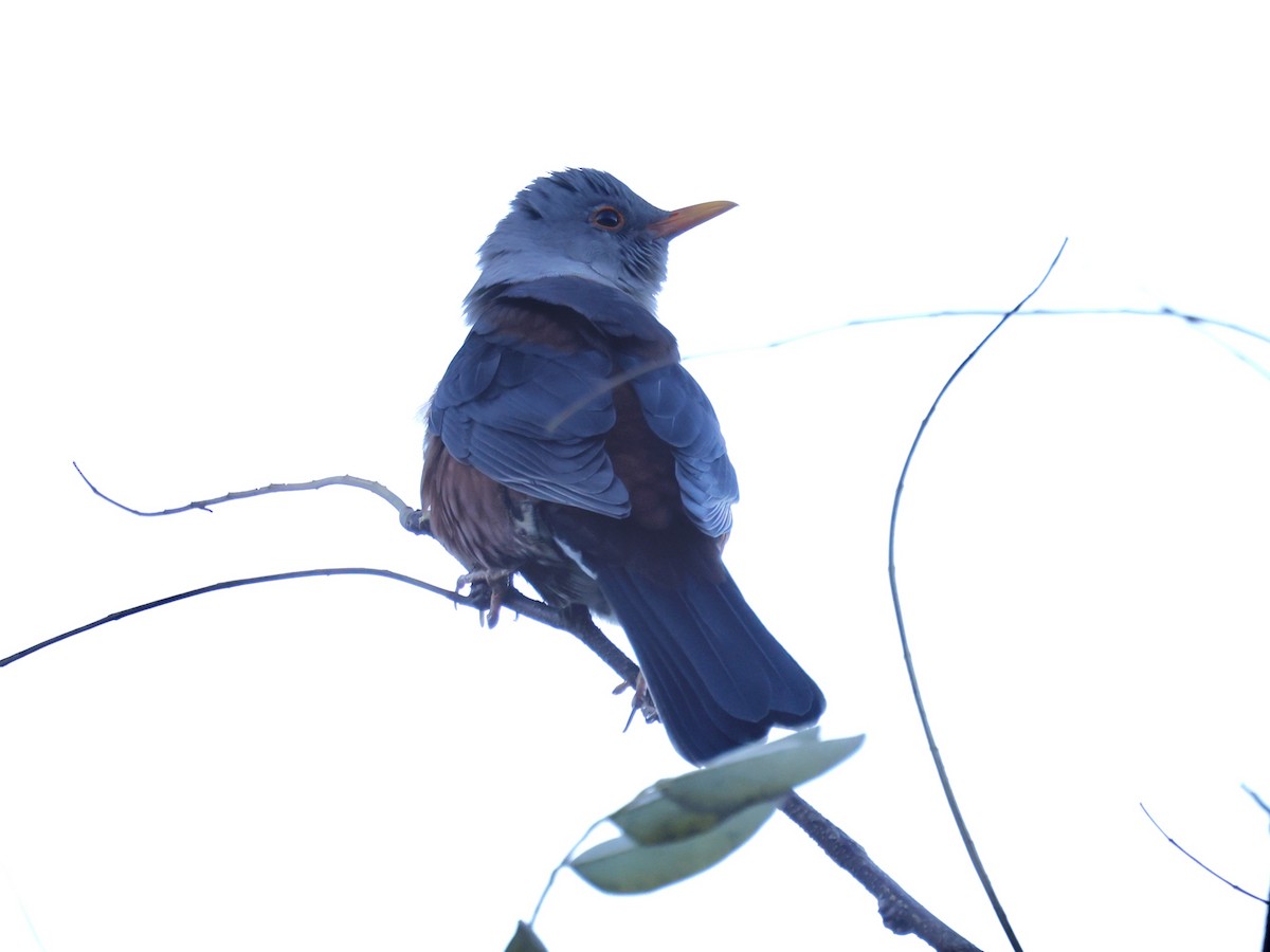 drozd šedohlavý - ML645499142