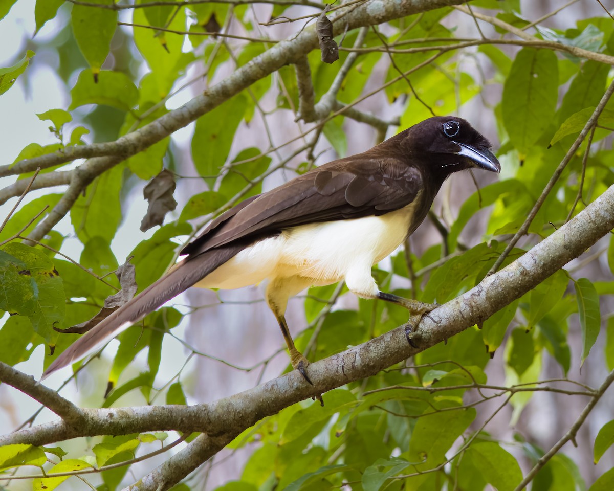 Brown Jay - ML645499151