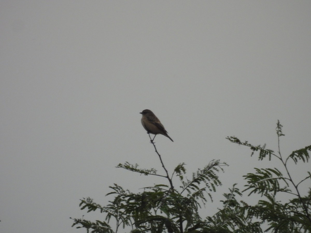 bramborníček sibiřský - ML645499152