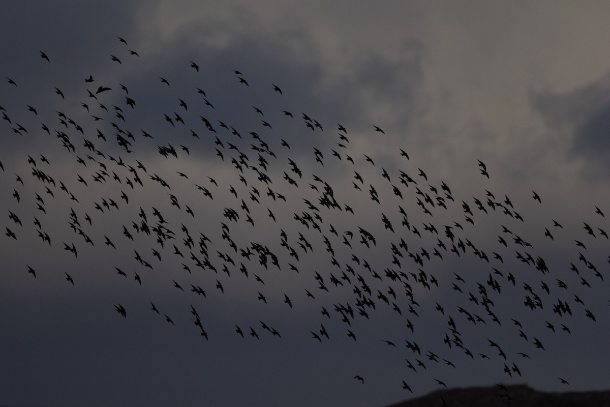 Шпак звичайний - ML645499153