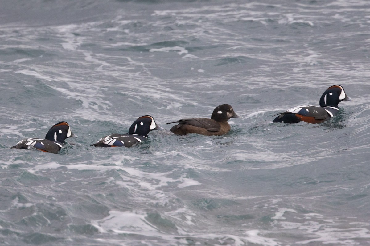 Harlequin Duck - ML645499157