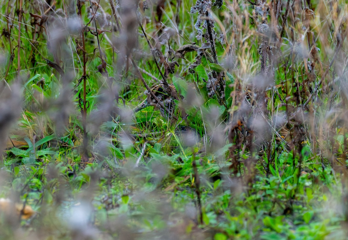 Jack Snipe - ML645499158