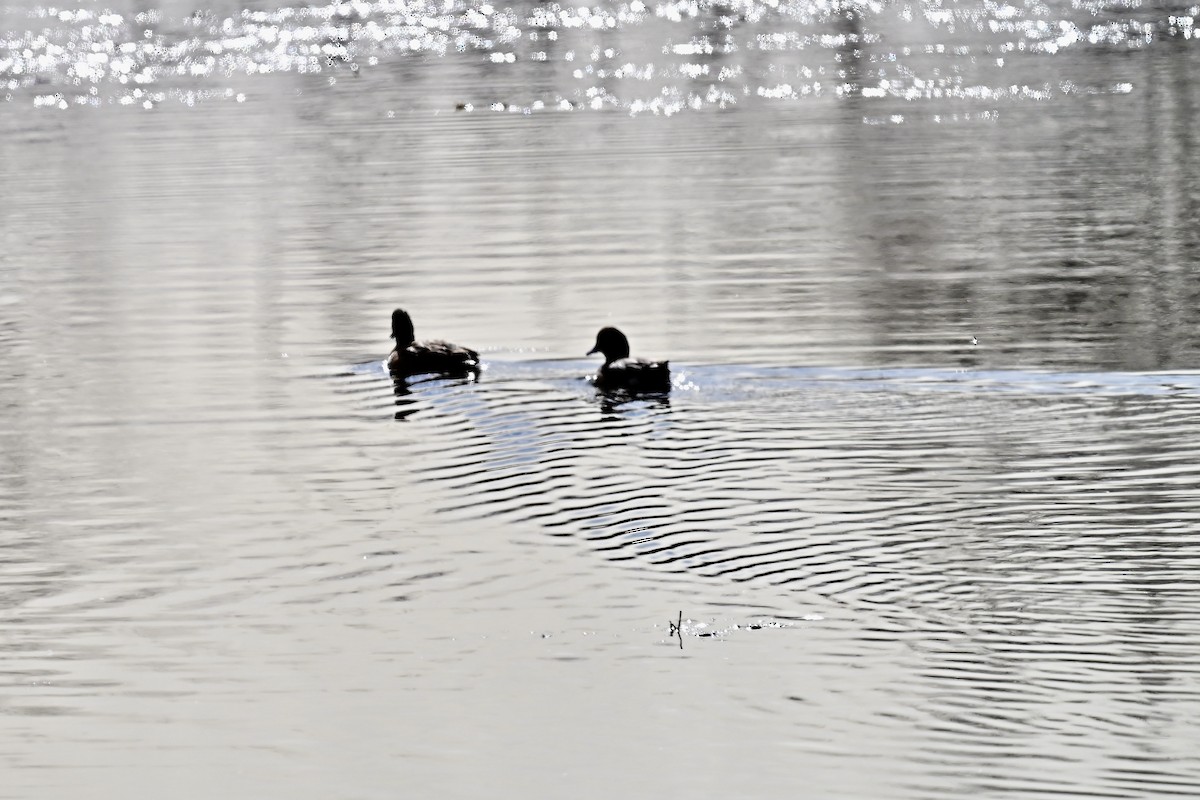 Mallard - ML645499170