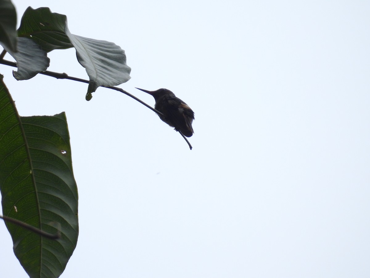 チャカザリハチドリ - ML645499174