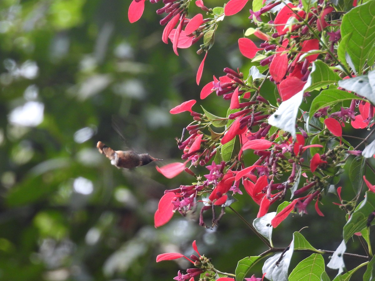 チャカザリハチドリ - ML645499175