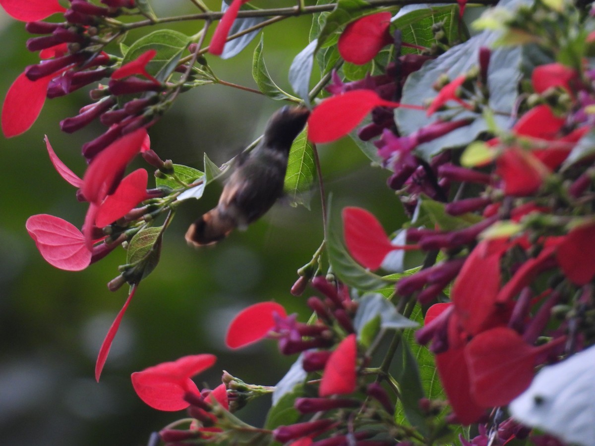 チャカザリハチドリ - ML645499176