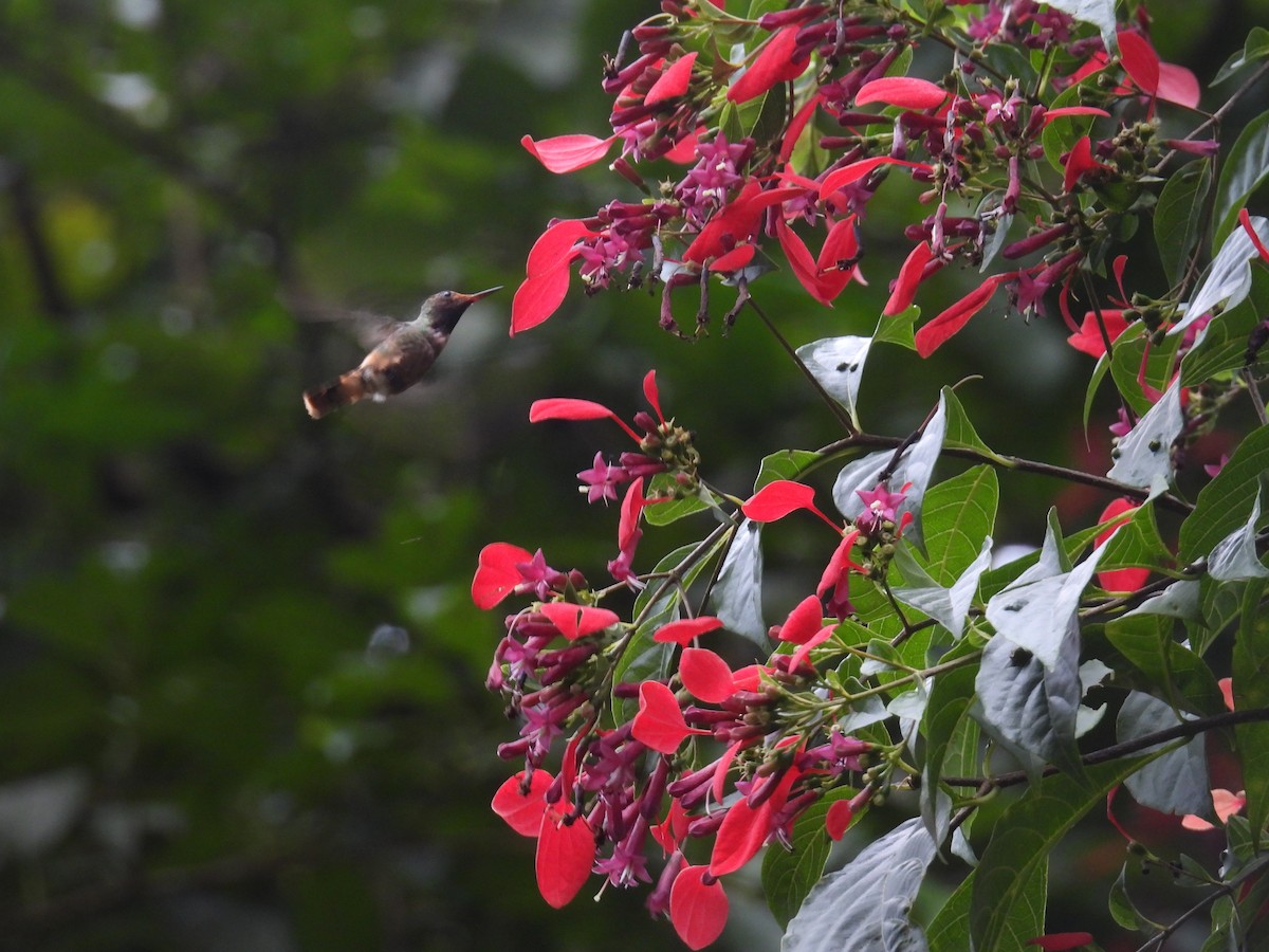 チャカザリハチドリ - ML645499177