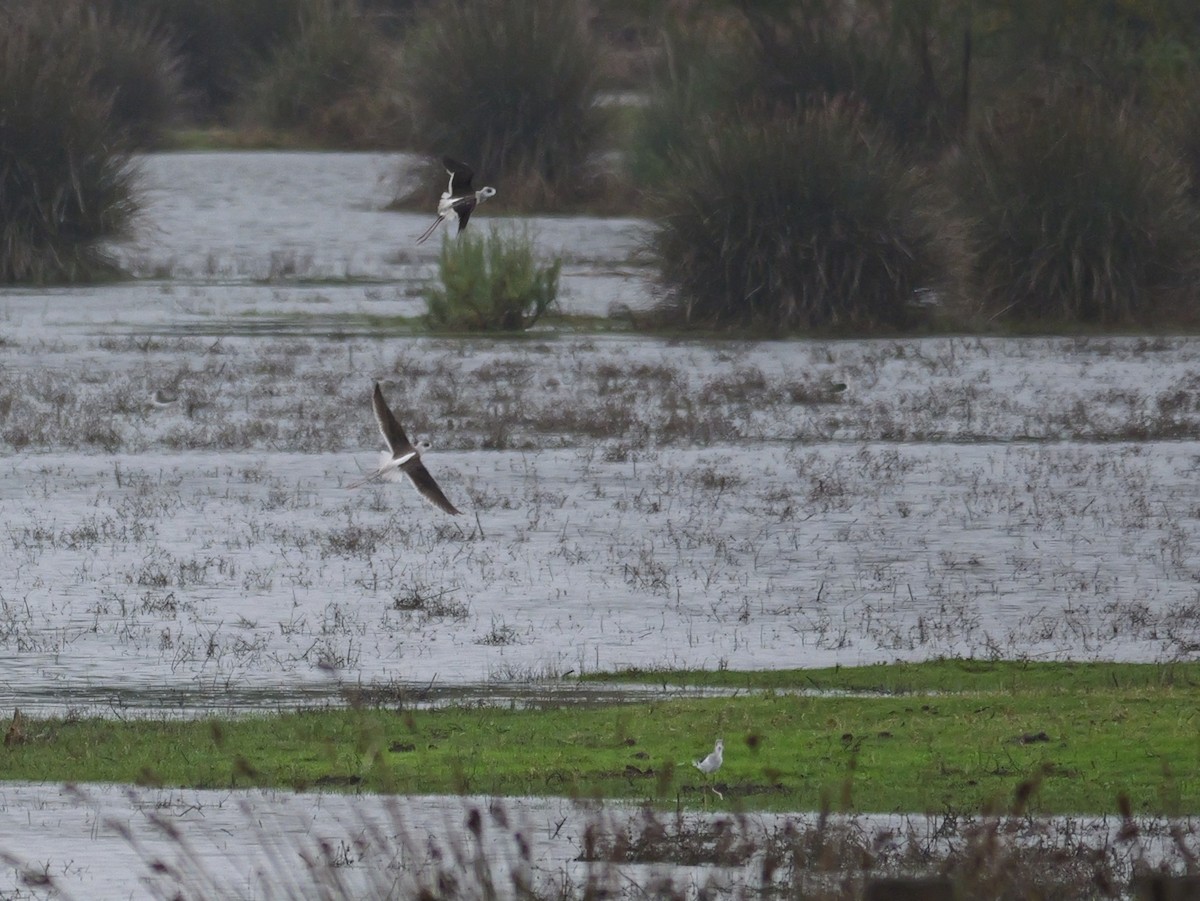 高蹺鴴 - ML645499178