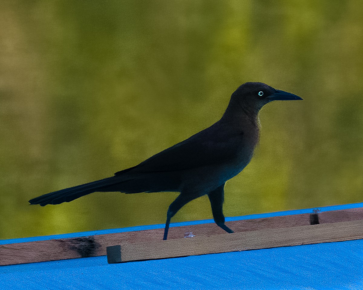 Great-tailed Grackle - ML645499198