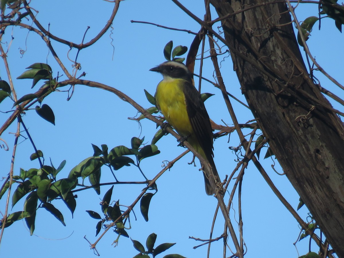 Красношапочный бентеви - ML645499201