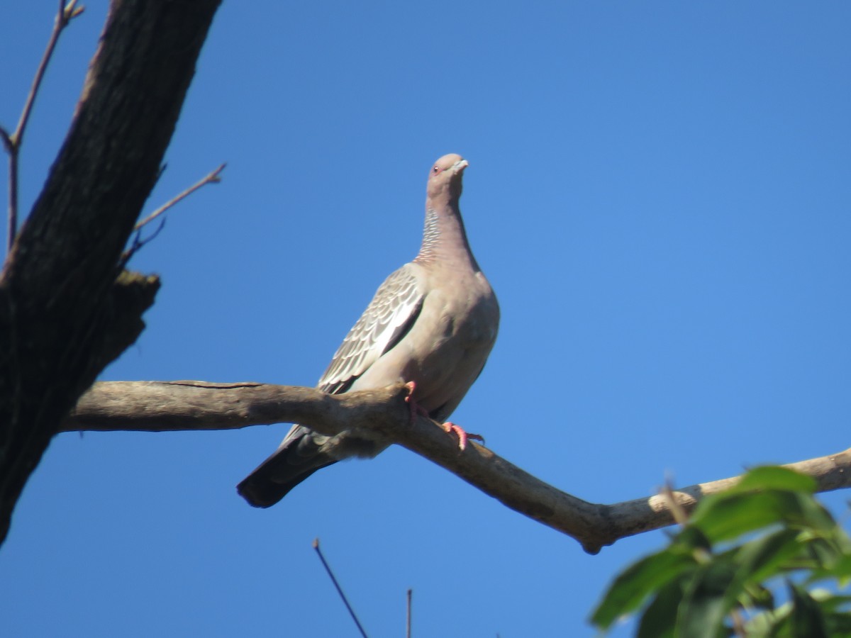 Темнохвостый голубь - ML645499214