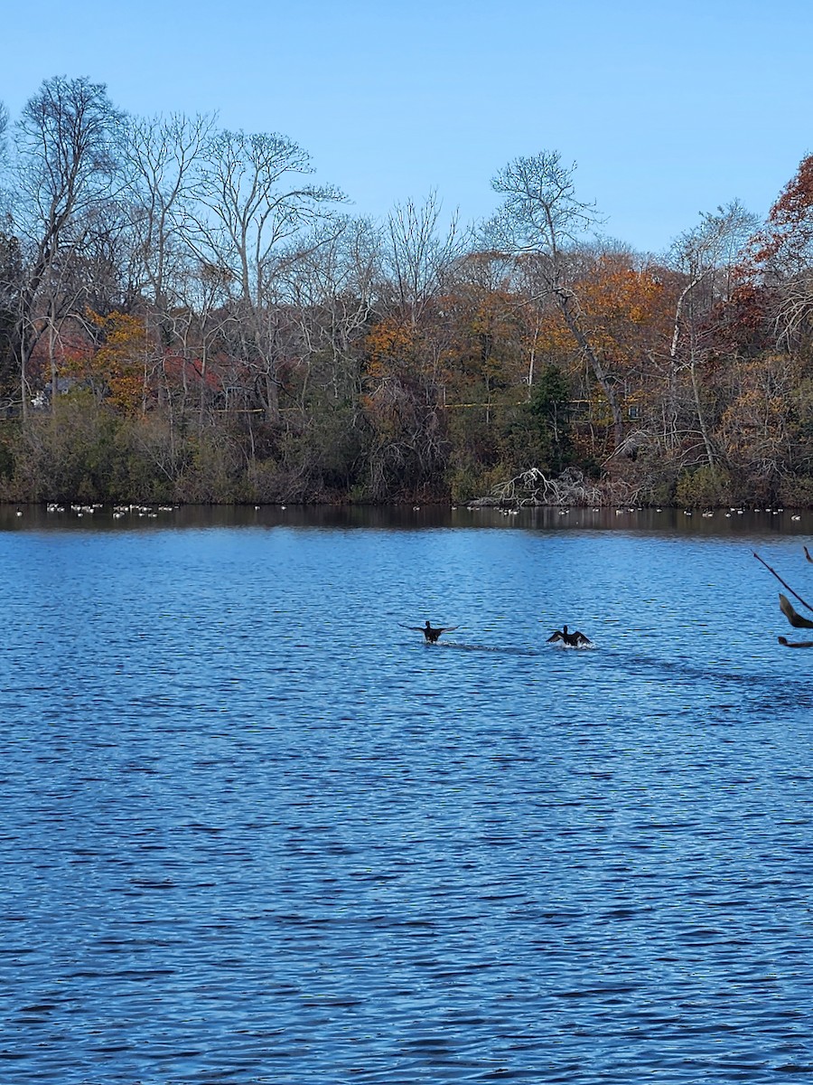 Ring-necked Duck - ML645499237