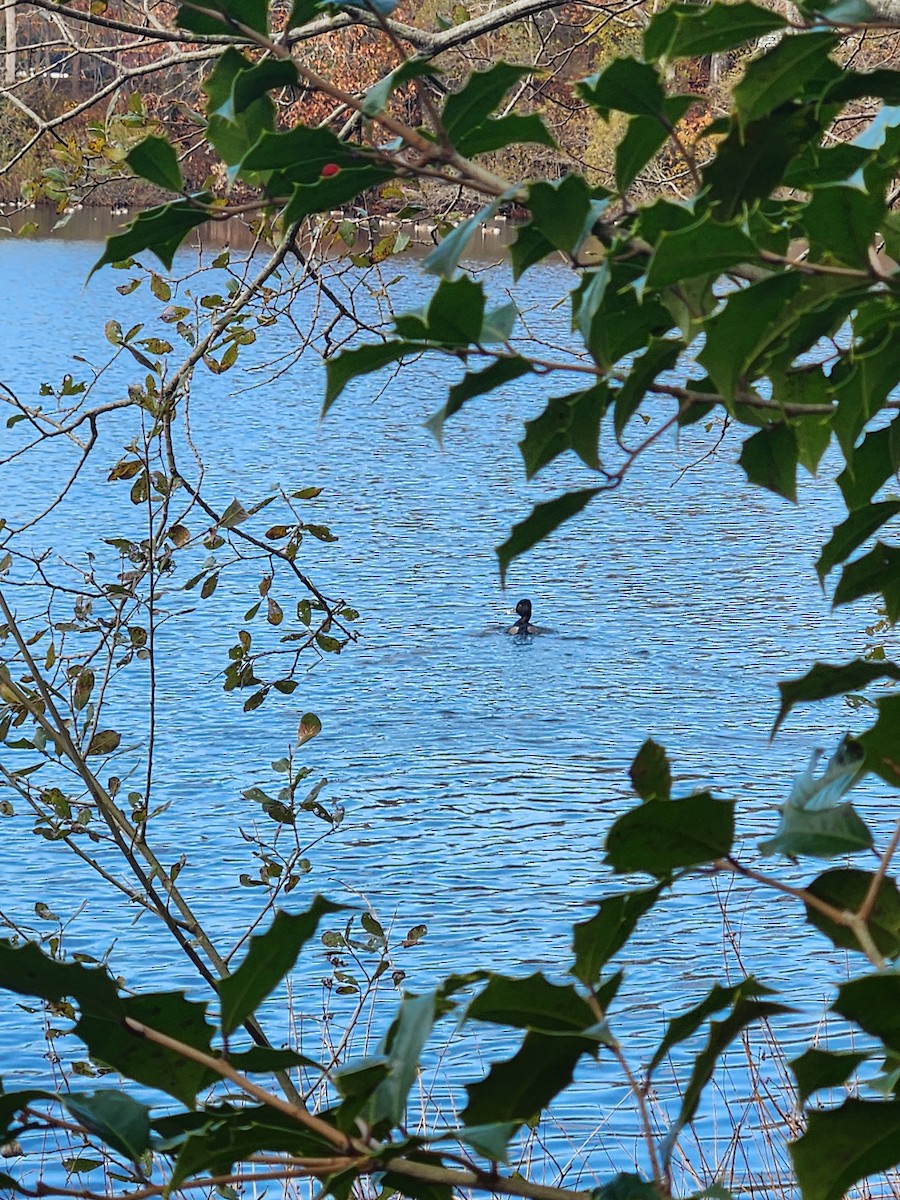 Ring-necked Duck - ML645499238