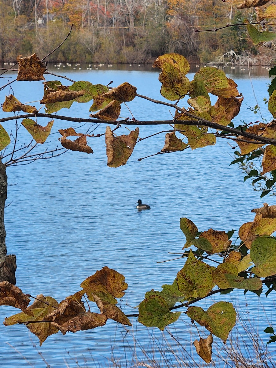 Ring-necked Duck - ML645499239