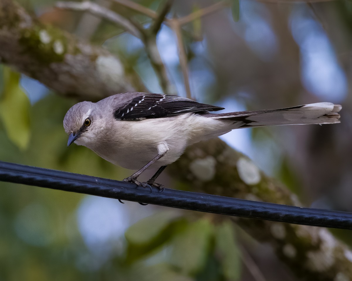 Tropikal Taklitçi - ML645499246
