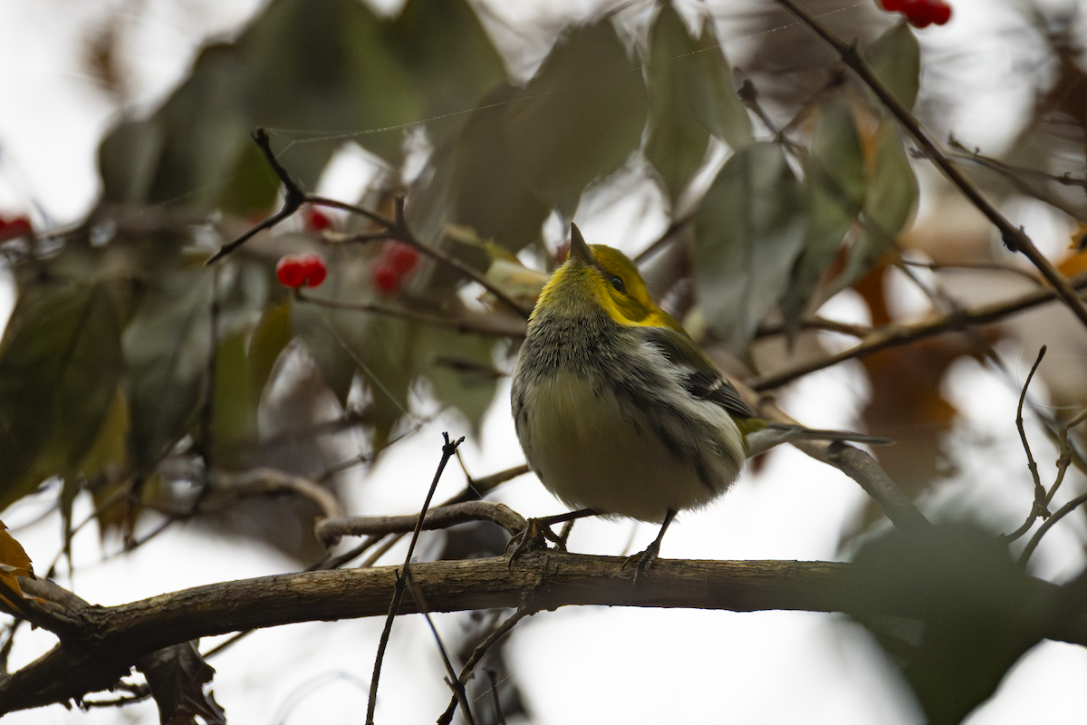 Black-throated Green Warbler - ML645499247