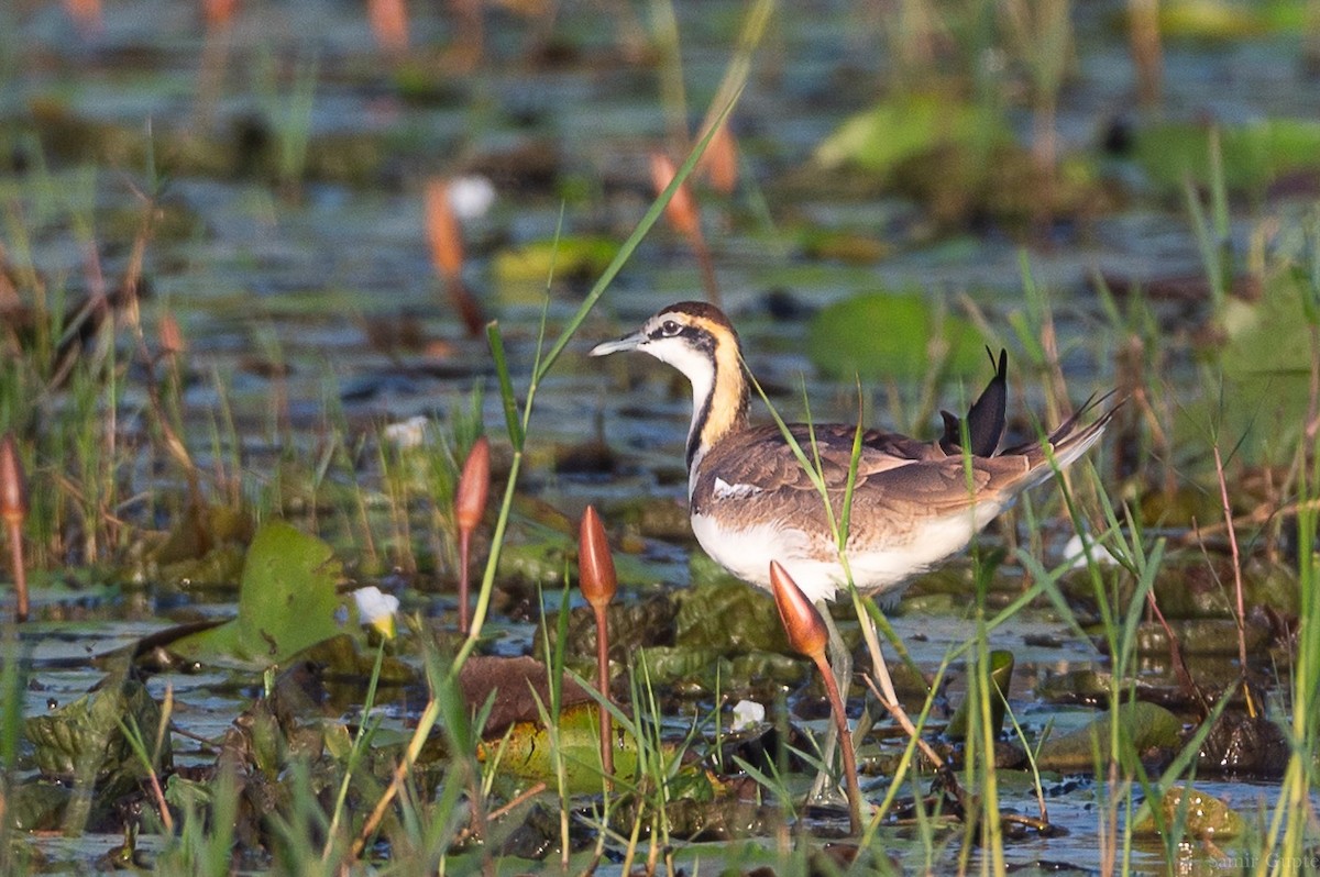 Pheasant-tailed Jacana - ML645499251