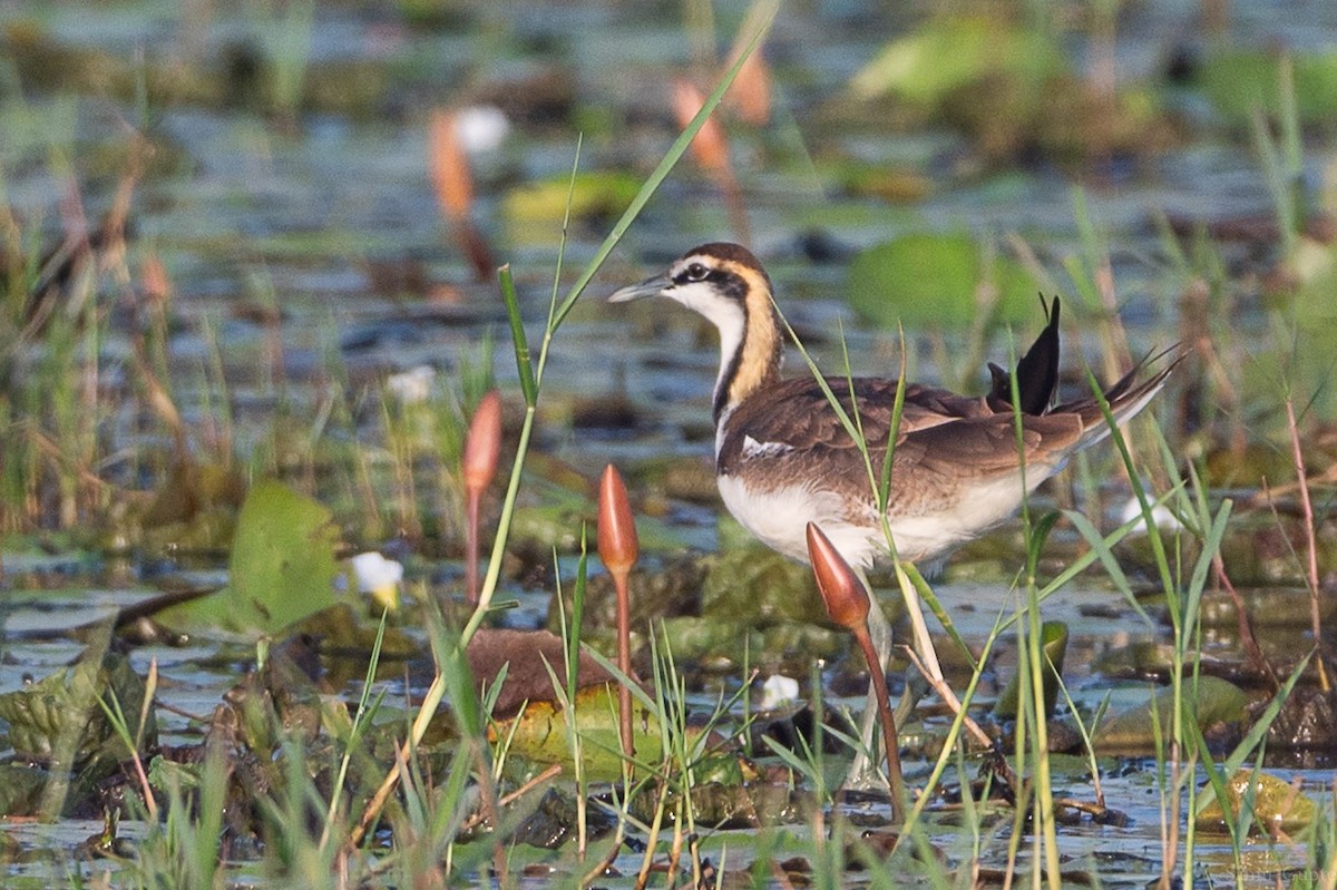 Pheasant-tailed Jacana - ML645499252