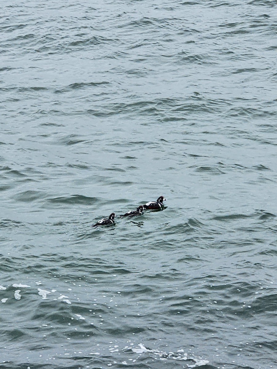 Harlequin Duck - ML645499269