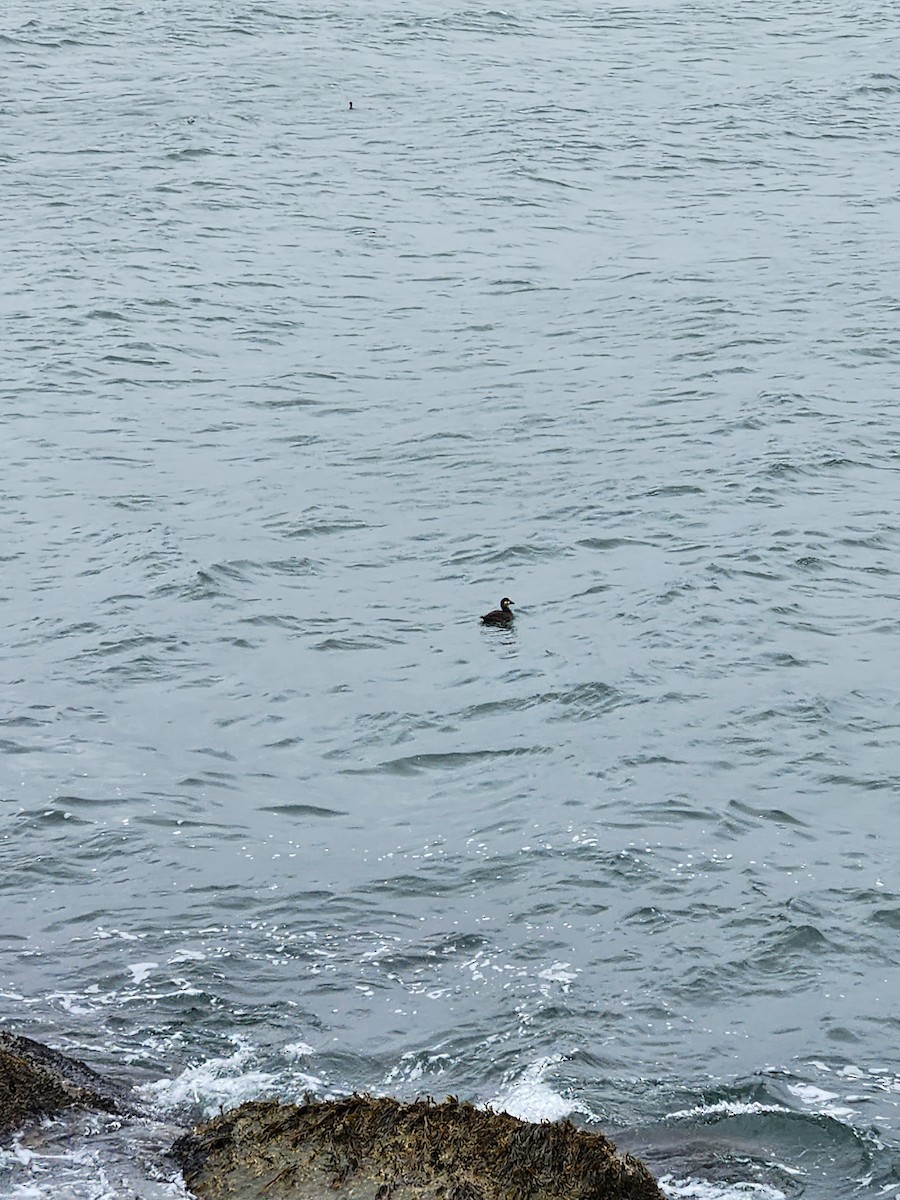 Harlequin Duck - ML645499270