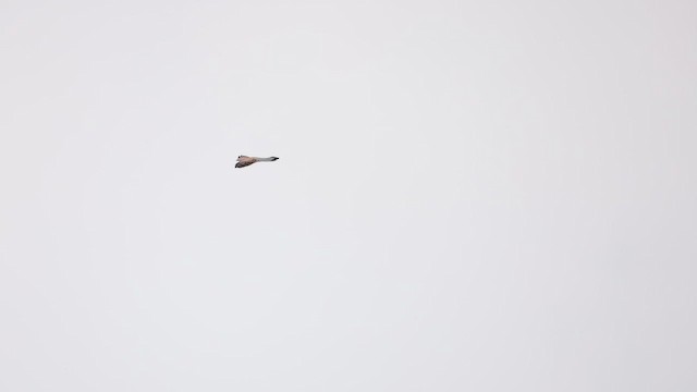 Eurasian Kestrel - ML645499271