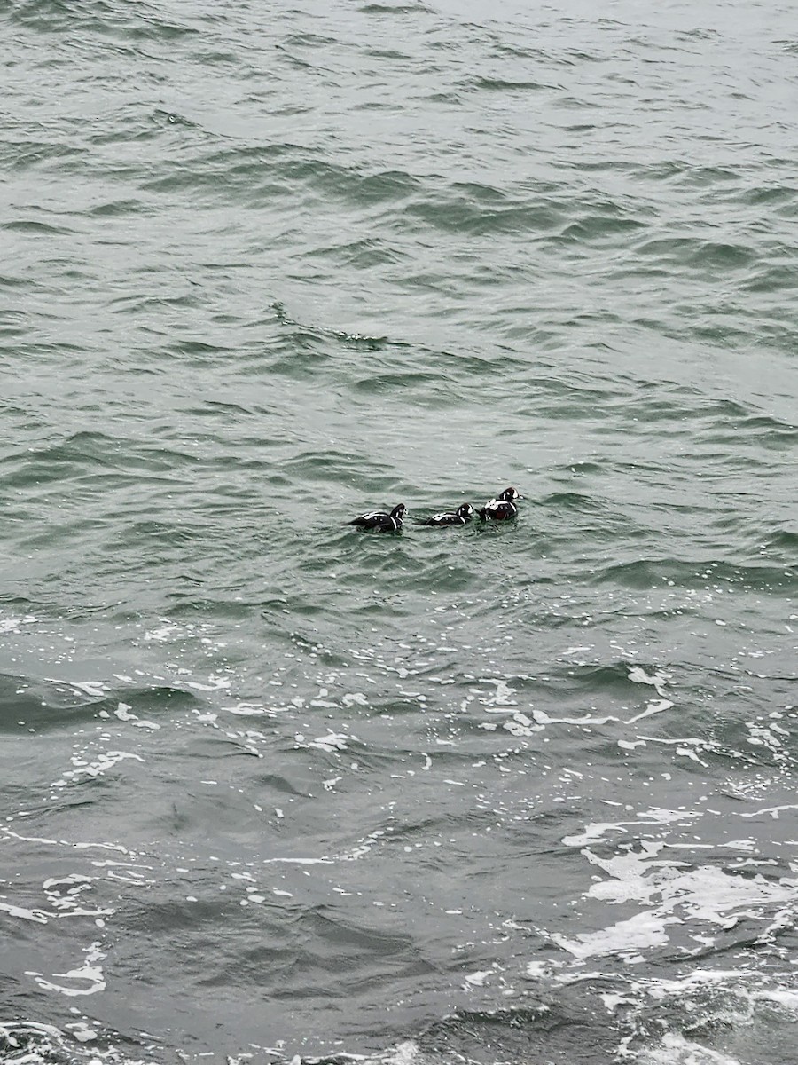 Harlequin Duck - ML645499272