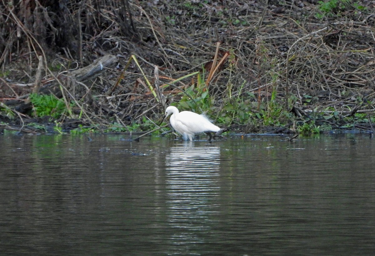Little Egret - ML645499287