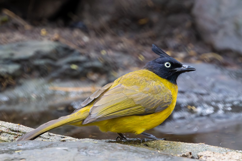 Black-crested Bulbul - ML645499299