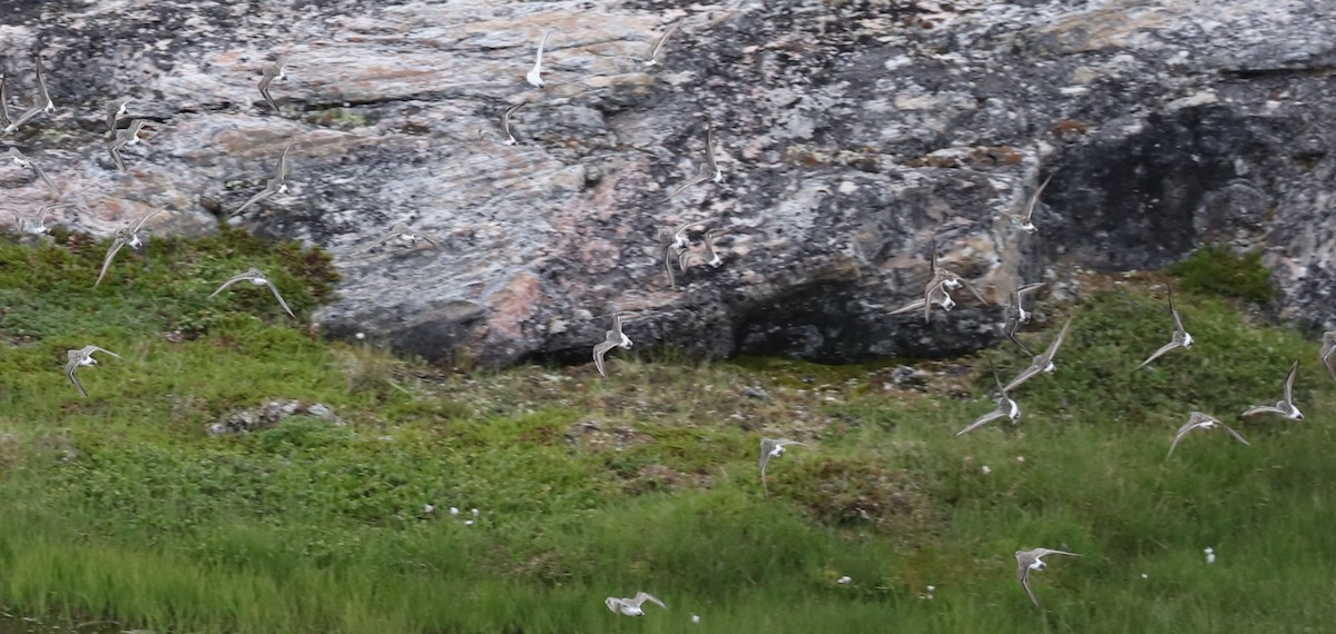 Weißbürzel-Strandläufer - ML645499301