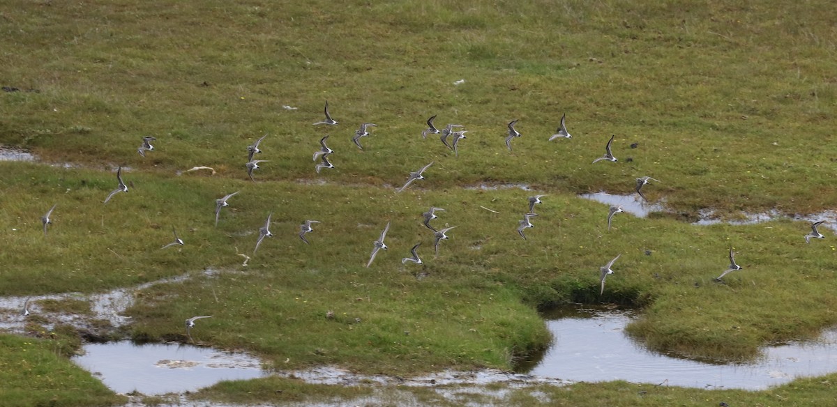 Weißbürzel-Strandläufer - ML645499302