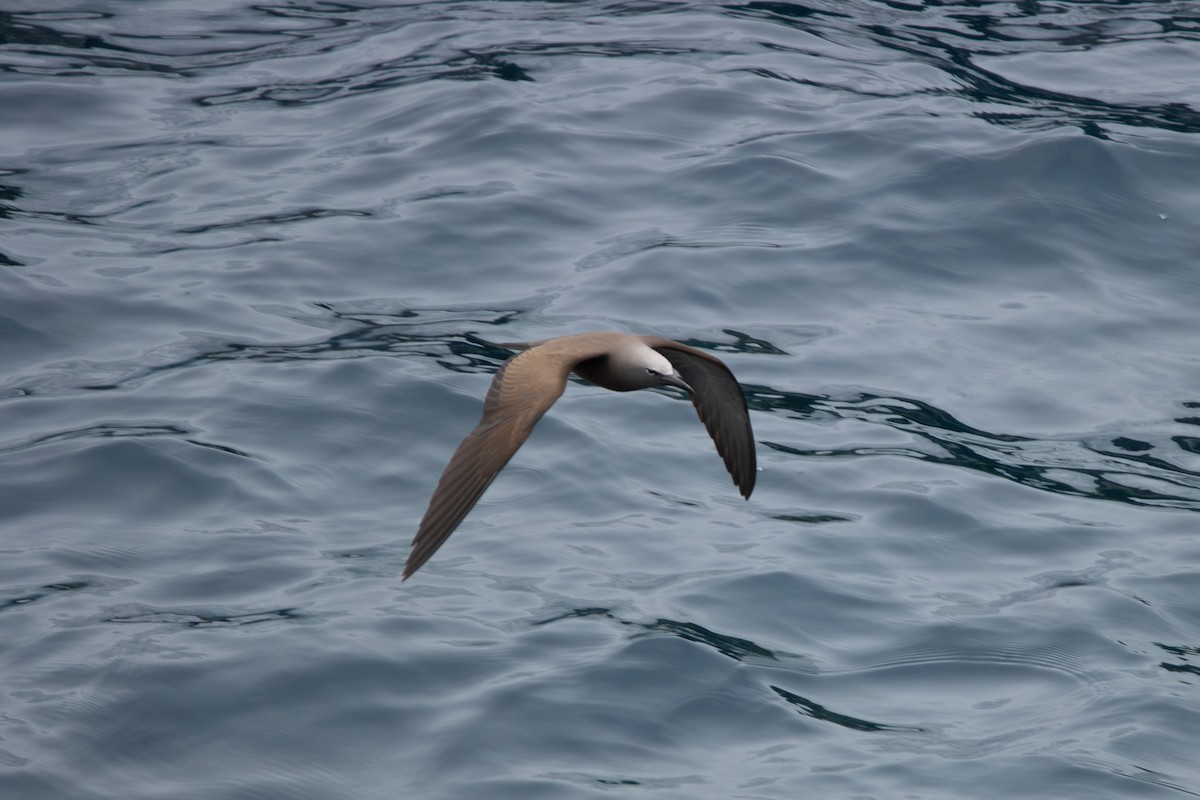 Brown Noddy - ML645499307