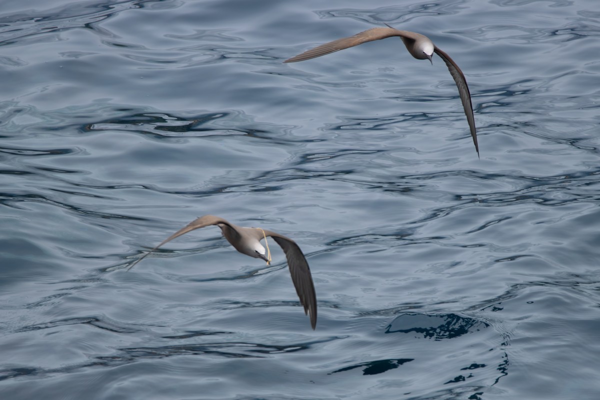 Brown Noddy - ML645499308