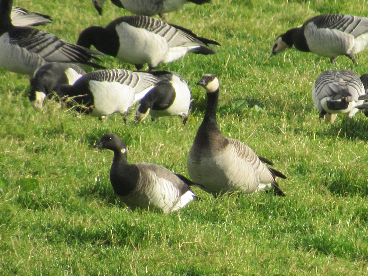 Barnacle x Cackling Goose (hybrid) - ML645499314