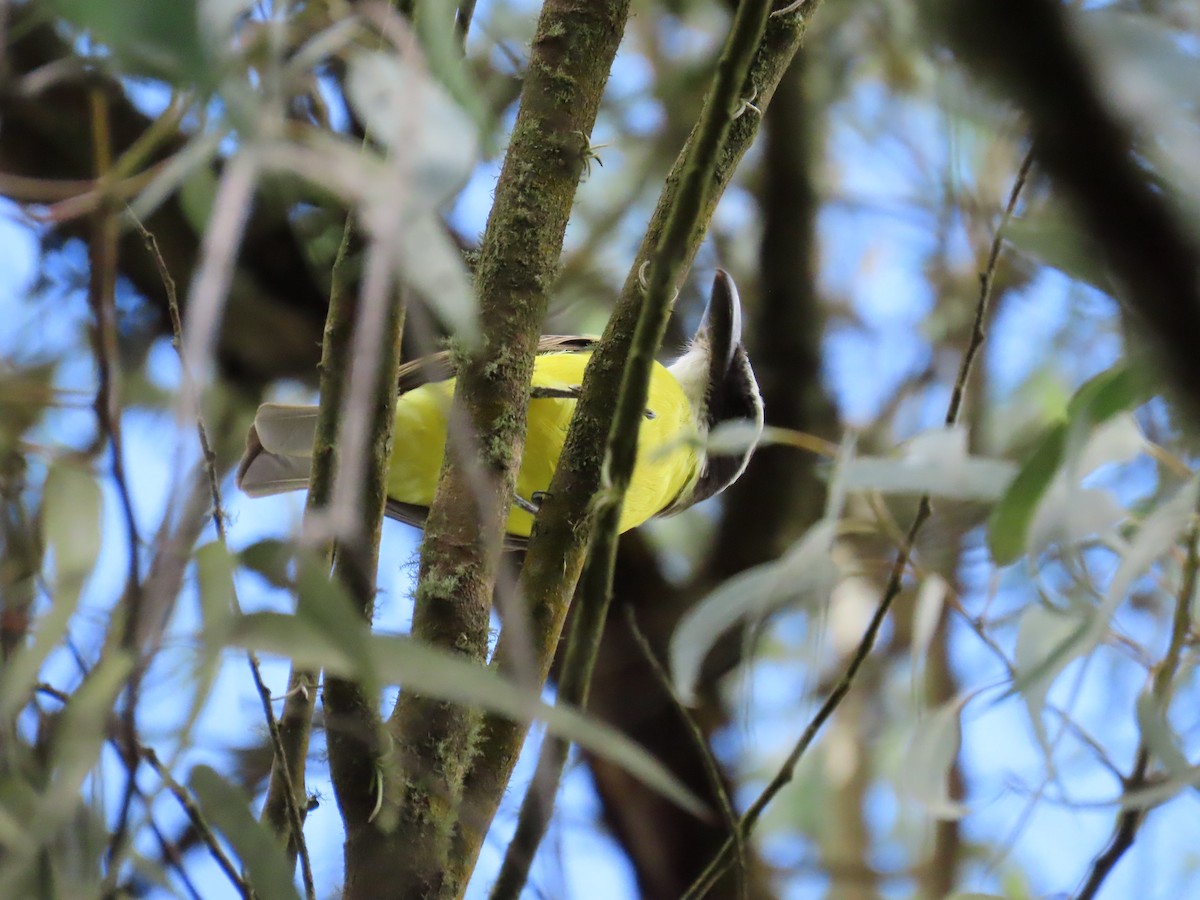 Boat-billed Flycatcher - ML645499316