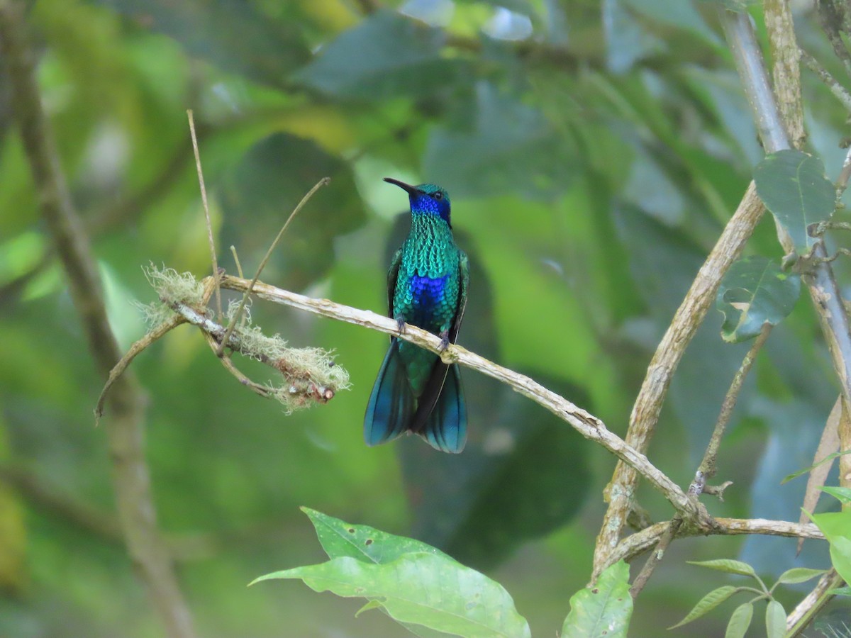 fiolørekolibri - ML645499341