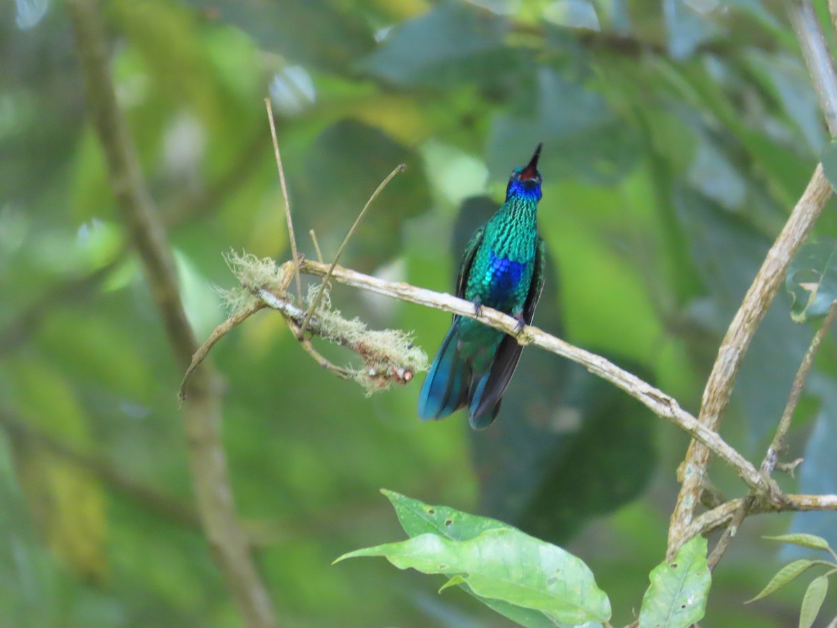 fiolørekolibri - ML645499342