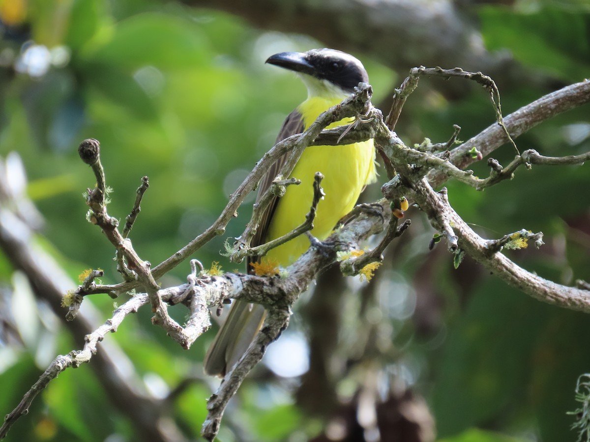 Boat-billed Flycatcher - ML645499344