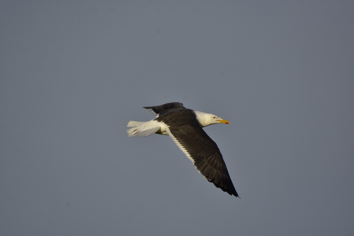 Büyük Kara Sırtlı Martı - ML645499345