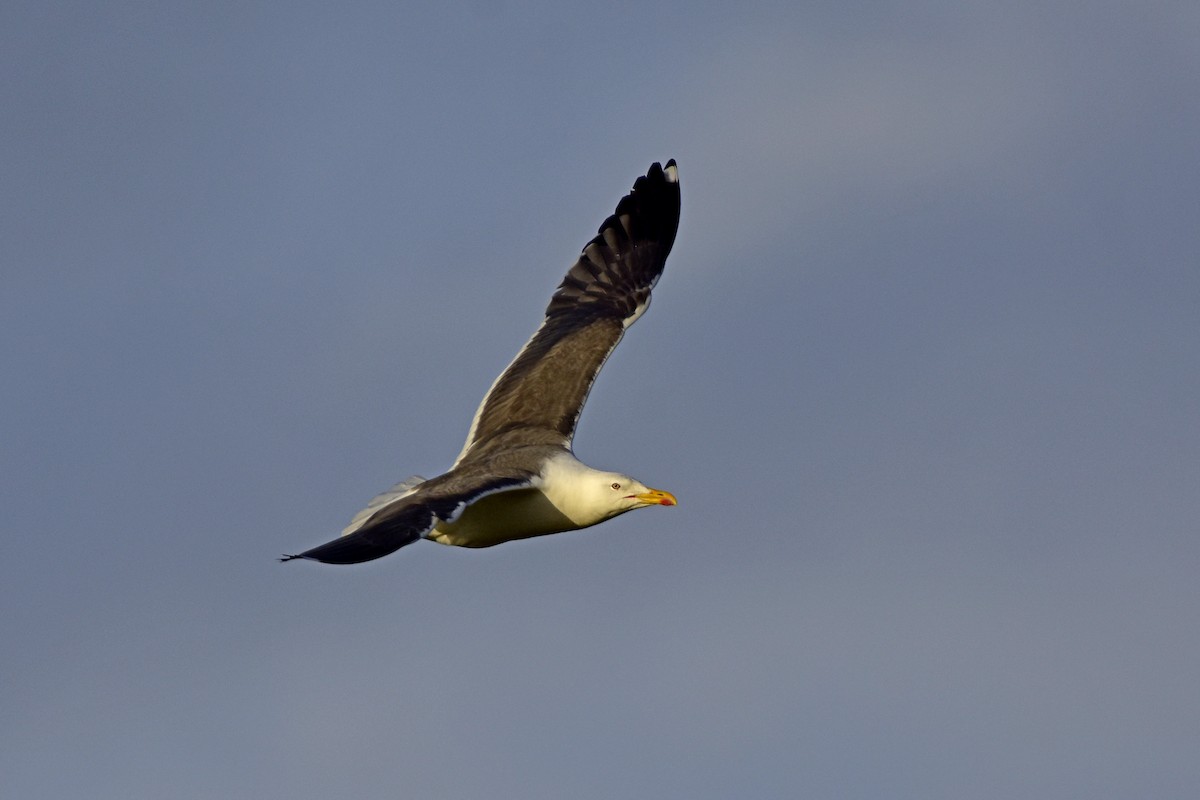 Büyük Kara Sırtlı Martı - ML645499346