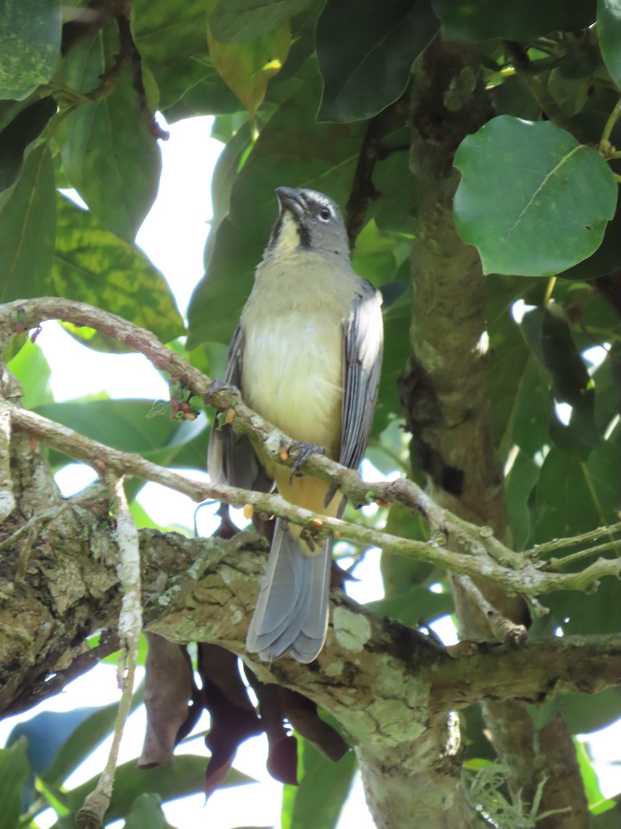 Olive-gray Saltator - ML645499352