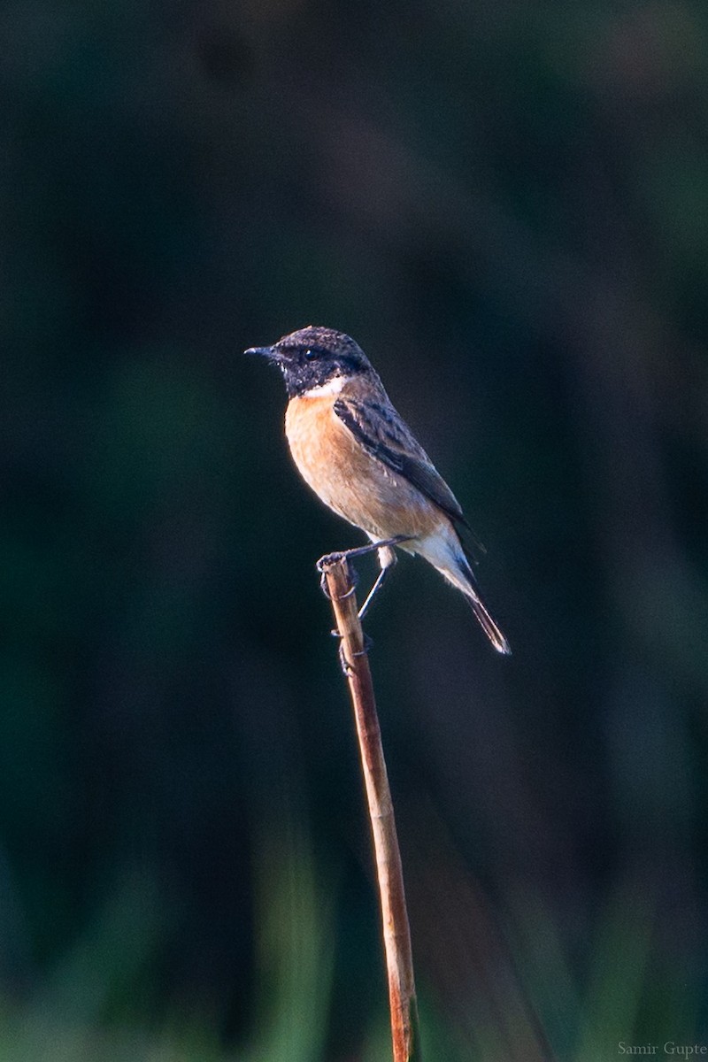 bramborníček sibiřský - ML645499354