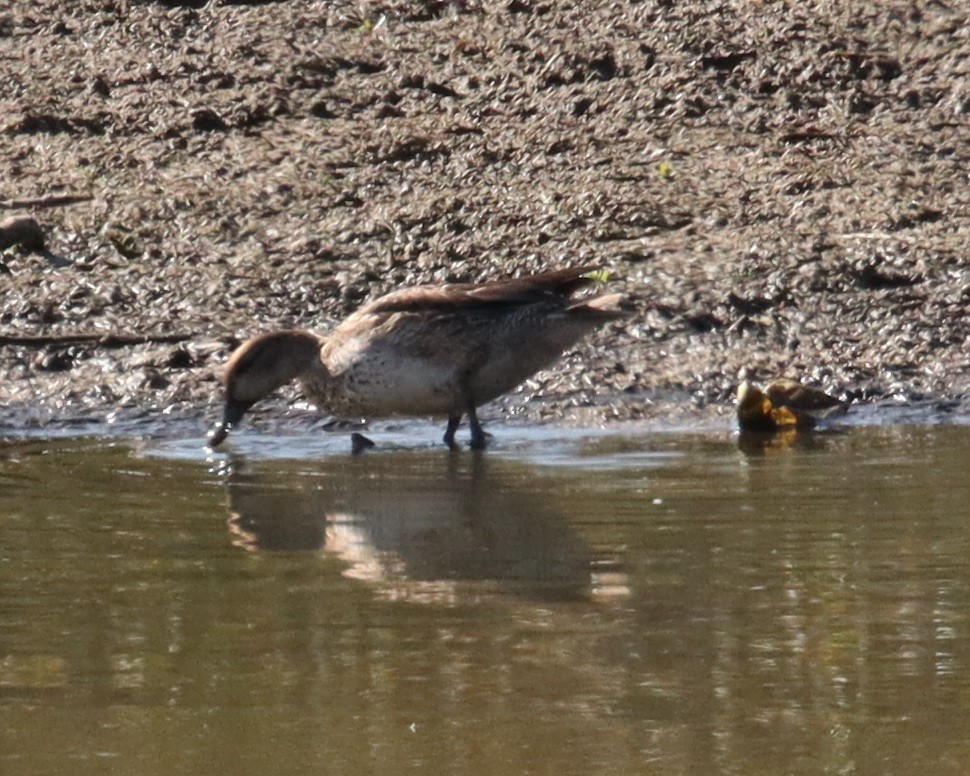 オカヨシガモ - ML645499359