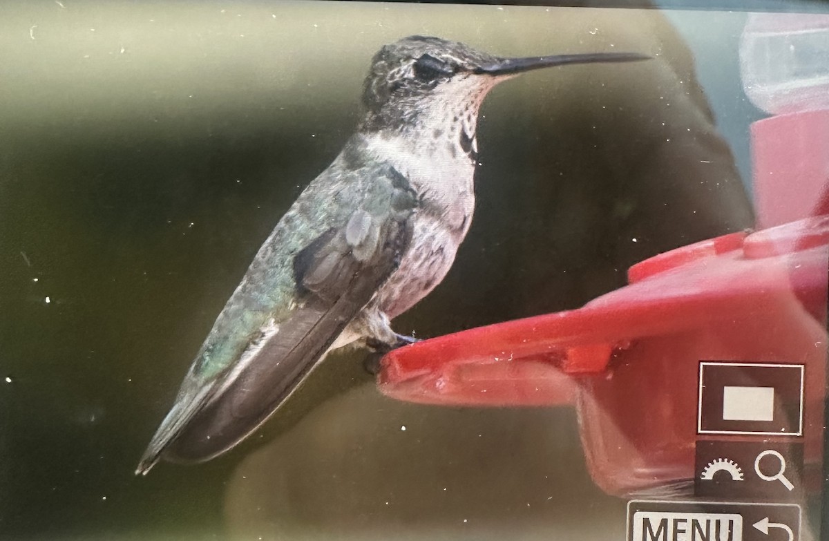 Black-chinned Hummingbird - ML645499367