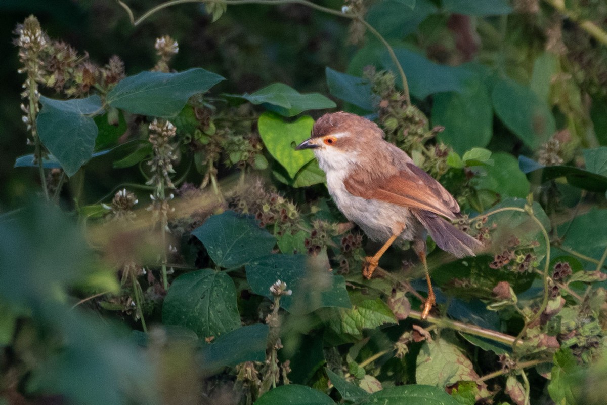 Yellow-eyed Babbler - ML645499372