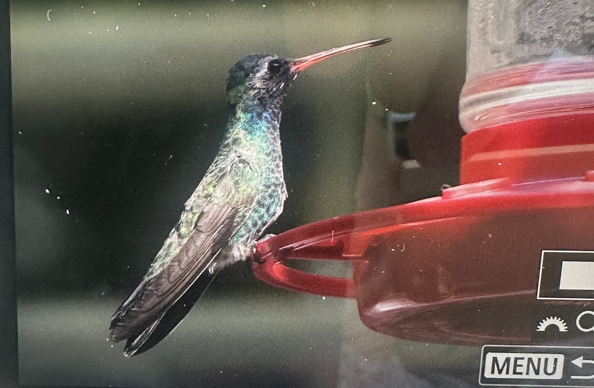 Broad-billed Hummingbird - ML645499374