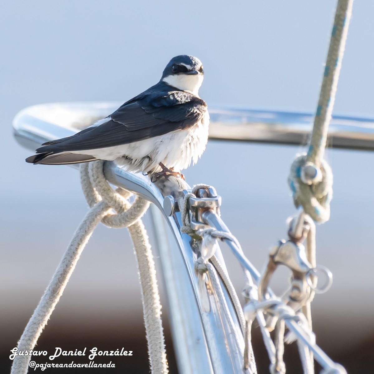 White-rumped Swallow - ML645499387