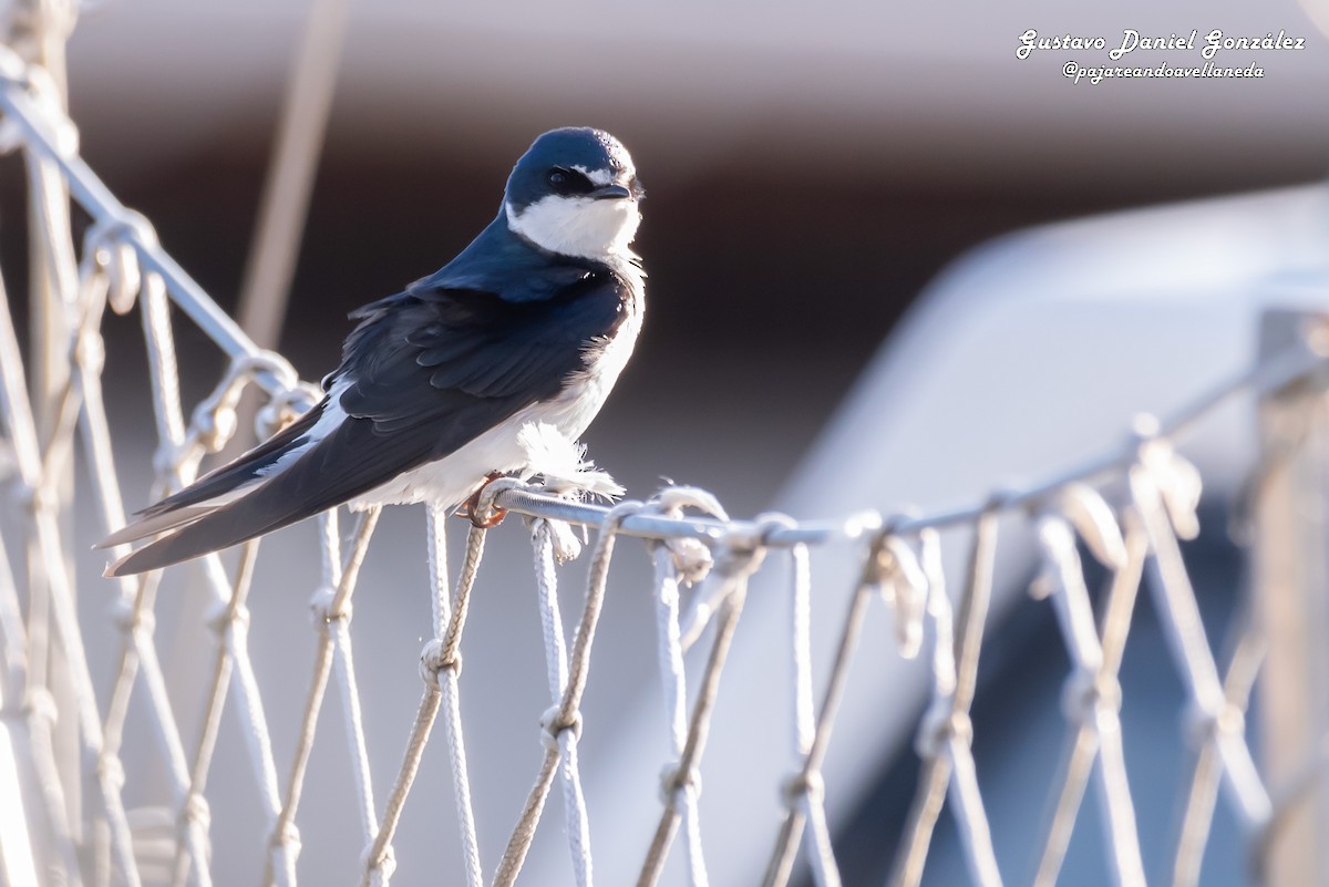 White-rumped Swallow - ML645499388