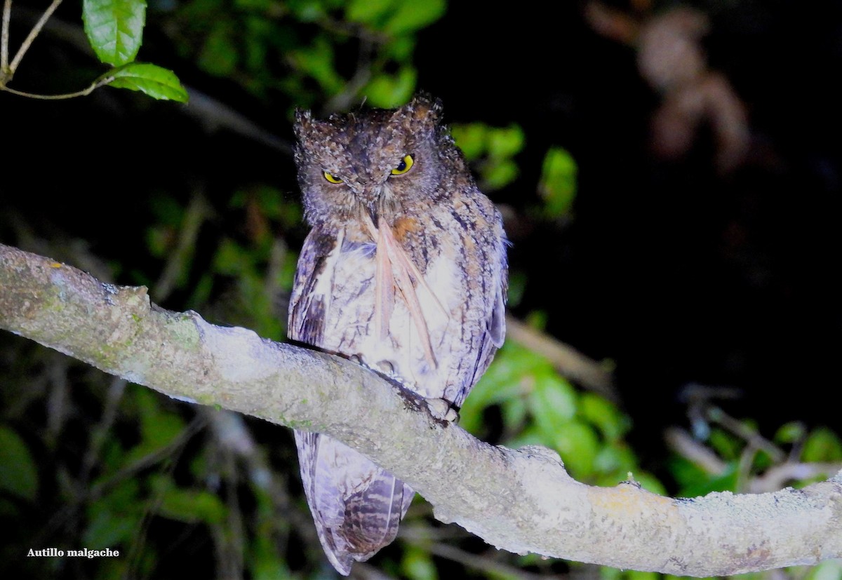 Madagascar Scops-Owl (Rainforest) - ML645499389