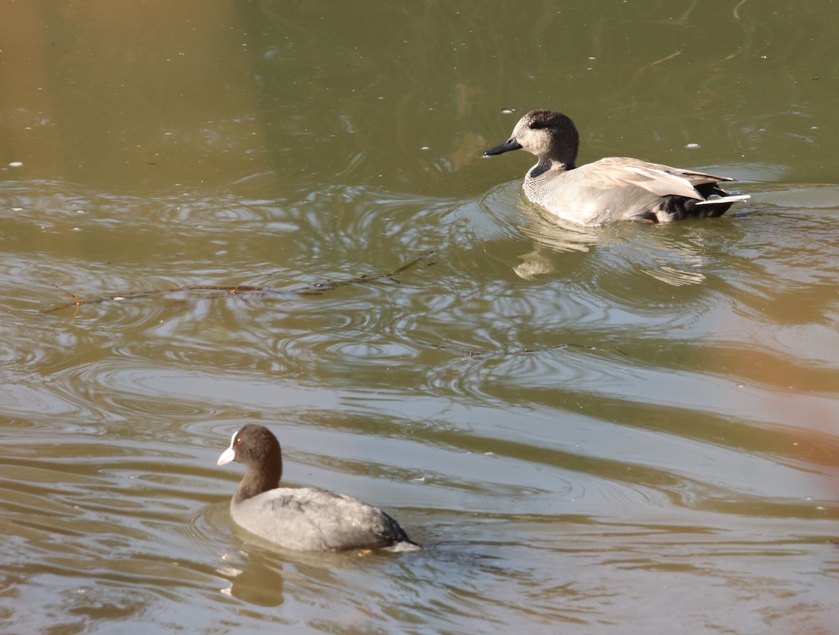 オカヨシガモ - ML645499395