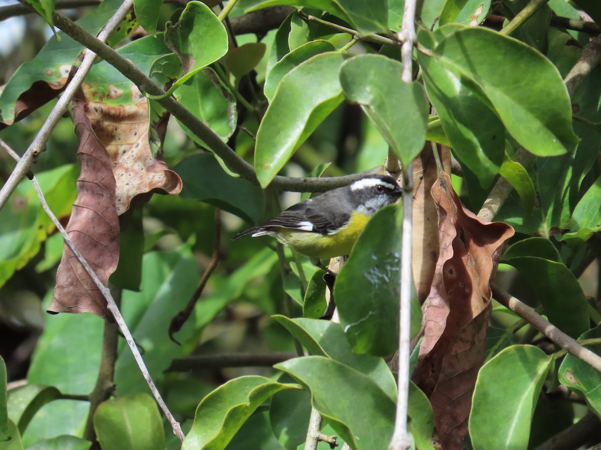 Sucrier à ventre jaune - ML645499396